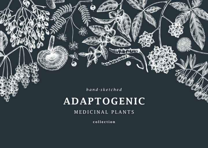 Adaptogenic plants background. With hand-sketched medicinal herbs, weeds, berries, leaves on chalkboard. Vector adaptogens vintage frame design perfect for brands, label, packaging.